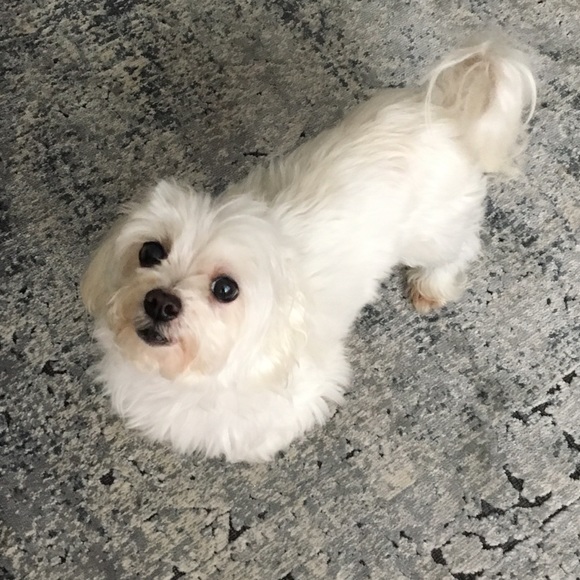 Meet your Posher, Agnes - Picture 2 of 2